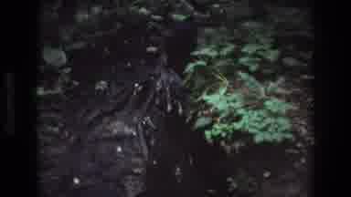 Baxter Maine USA (1975): Dogs Walking In A Wooded Creek