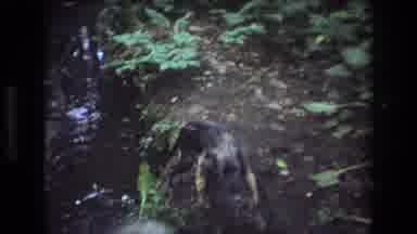 Baxter Maine USA (1975): Stray Dog Following Domesticated Dog In The Forest Who