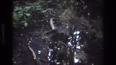 Baxter Maine USA (1975): Two Dogs Walking Towards A Puddle Of Water In A Forest