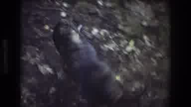 Baxter Maine USA (1975): Two Dogs Are Walking Outside On A Trail With Their Owner