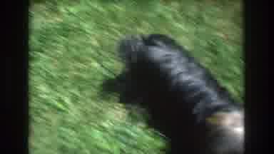 Mt Bromley Vermont USA (1976): Baby And Dog In The Garden Next To A Slide In The
