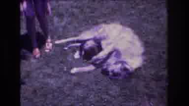 Mt Bromley Vermont USA (1976): Woman Looks After Dying Canine