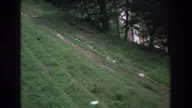 Mt Bromley Vermont USA (1976): Terraced Field Next To Thin Growth Of Coniferous