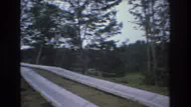 Mt Bromley Vermont USA (1976): Forest With Palms And Tall Trees Special For