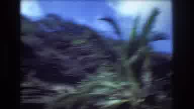 Honolulu Hawaii a USA (1977): Camera View Of A Steep Hillside With Palms And Grass