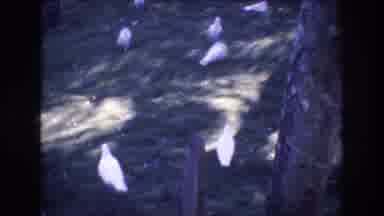 Honolulu Hawaii a USA (1977): People Are Recording Ducks Outside And It Look Like