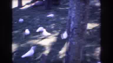 Honolulu Hawaii a USA (1977): Several Pigeons On A Lawn Near A Paved Area