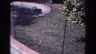 Honolulu Hawaii a USA (1977): Swan Behind Fence In Zoo While Birds Roam Freely