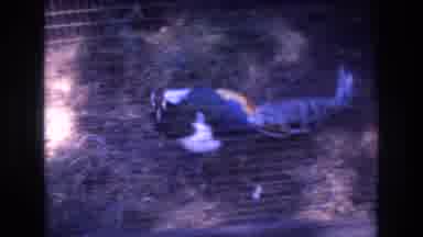 Honolulu Hawaii a USA (1977): Exotic Bird Exhibit At The Boonshoft Museum Of