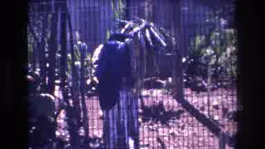 Honolulu Hawaii a USA (1977): A Black Bird Sitting On A Stump Inside Of A Desert
