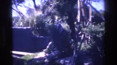 Honolulu Hawaii a USA (1977): Little Black Money Swinging From A Tree Branch On