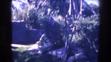 Honolulu Hawaii a USA (1977): Two Monkeys At The Zoo Swinging On A Branch During