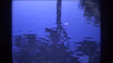 Honolulu Hawaii a USA (1977): Throwing Pieces Of Bread Into Water