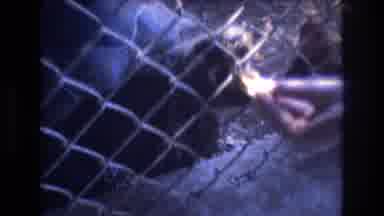 Honolulu Hawaii a USA (1977): Feeding A Tortoise Through A Fence While A Bird