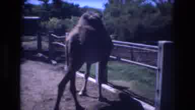 Honolulu Hawaii a USA (1977): Fenced In Camels Inspecting Their Surroundings And