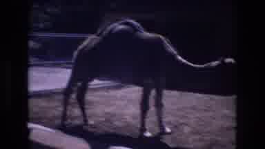 Honolulu Hawaii a USA (1977): A Single Humped Camel In A Small Enclosure Standing