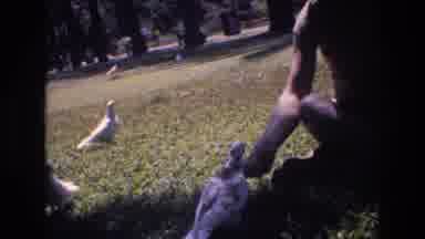Honolulu Hawaii a USA (1977): Pigeon Man Park Feed Bird Nature Plants Sun Morning