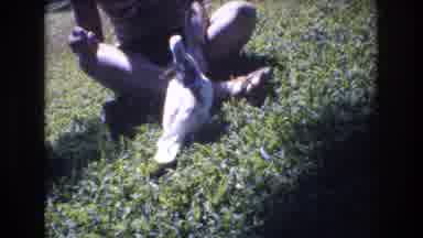 Honolulu Hawaii a USA (1977): White Pigeon Approaches And Takes A Bite Out Of Food