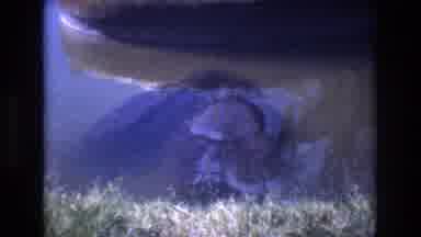 Honolulu Hawaii a USA (1977): Unidentifiable Aquatic Animal In A Pond Floating