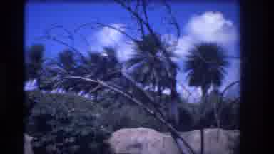 Honolulu Hawaii a USA (1977): A Beautiful Day In A Tropical Setting Including Palm