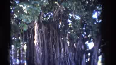 Honolulu Hawaii a USA (1977): Trees Blowing In The Wind