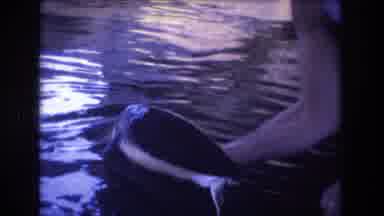 Honolulu Oahu Hawaii USA (1977): The Struggling Turtle