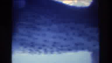 Honolulu Oahu Hawaii USA (1977): Hammerhead Sharks Swimming In Their Natural