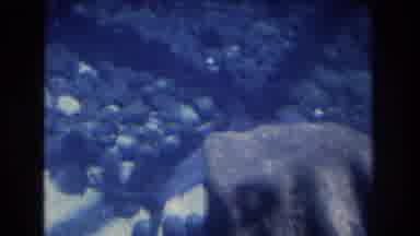 Honolulu Oahu Hawaii USA (1977): Bullhead Shark Swimming Slowly Along The Bottom