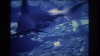Honolulu Oahu Hawaii USA (1977): Hammerhead Shark Slowly And Gracefully Swimming