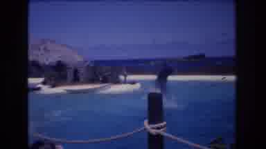 Honolulu Oahu Hawaii USA (1977): Black Whale Or Dolphin Show, Jumping Out Of The