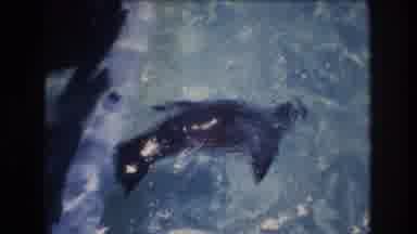 Honolulu Oahu Hawaii USA (1977): Small Seal In Tank, Mountain And Trees, Clear Sky
