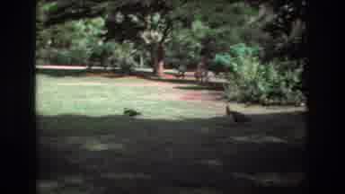Honolulu Oahu Hawaii USA (1977): Peacock Bird Near Lily Pad Pond