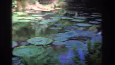 Honolulu Oahu Hawaii USA (1977): Large Platter Lilly Pads On A Lake With Smaller