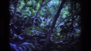 Honolulu Oahu Hawaii USA (1977): View From Inside The Forest
