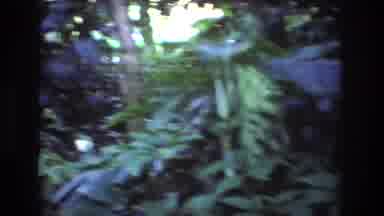 Honolulu Oahu Hawaii USA (1977): It's A Jungle Out There