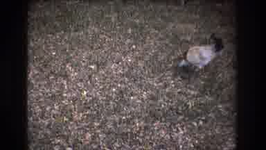 Honolulu Oahu Hawaii USA (1977): Chickens And Chicks Wandering Around The Barnyard