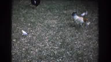 HONOLULU OAHU HAWAII USA-1977: Chickens Free Roaming On Fall Grass With A Duck