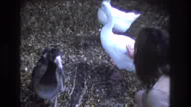 Honolulu Oahu Hawaii USA (1977): Geese Looking For Food Are Getting Petted By A