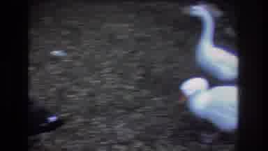 Honolulu Oahu Hawaii USA (1977): Ducks In A Lake