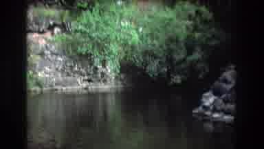 Honolulu Oahu Hawaii USA (1977): A Clear Beautiful Creek Filled With Excited