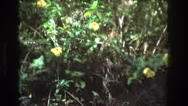 Honolulu Oahu Hawaii USA (1977): Purple Yellow And Pink Flowers In A Tropical