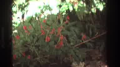 Honolulu Oahu Hawaii USA (1977): Red Flowers In The Bush