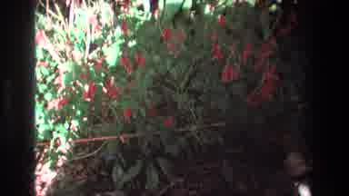 Honolulu Oahu Hawaii USA (1977): A Bustling Green Bush Sprouts Beautiful Red