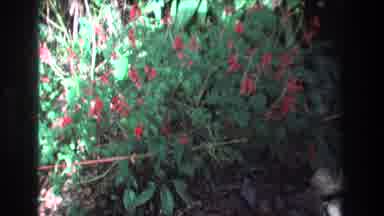 Honolulu Oahu Hawaii USA (1977): Flowering Bush