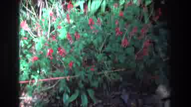 Honolulu Oahu Hawaii USA (1977): Survey Of The Woods Surrounding Me