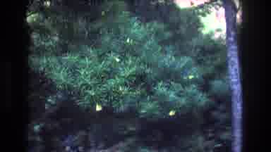 Honolulu Oahu Hawaii USA (1977): Trees In The Park
