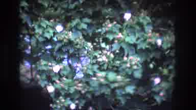 Honolulu Oahu Hawaii USA (1977): Shots Of A Building And Grounds Including