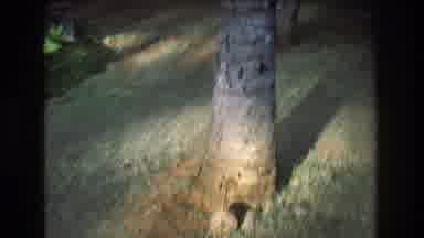 Honolulu Oahu Hawaii USA (1977): Individual Looking Out Into The Tall Grass And