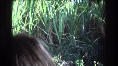 Honolulu Oahu Hawaii USA (1977): Film Of Traveling Down Road And Watching The