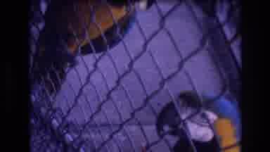 Honolulu Oahu Hawaii USA (1977): Parrot At The Zoo In A Cage Being Fed By A Man